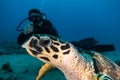 Giant Green Sea Turtles in the Red Sea a.e