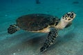 Giant Green Sea Turtles in the Red Sea a.e Royalty Free Stock Photo