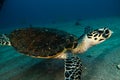 Giant Green Sea Turtles in the Red Sea a.e Royalty Free Stock Photo