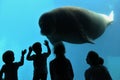 Amazing and giant manatee in the big blue water pool in front of children