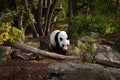 A amazing giant panda in nature