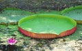 Giant Water Lily Pads of Victoria Amazonica in a Duckweed Covered Pond Royalty Free Stock Photo