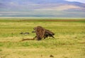 The amazing Gobi Desert wildlife , Mongolia