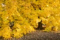 Amazing Golden Autumn Maple Tree Hangs Heavy With Its Fall Yellow Leaves Royalty Free Stock Photo