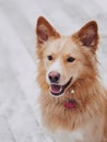 Amazing golder retriver dog running fast in forest in morning sunny winter day