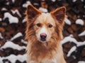 Amazing golder retriver dog running fast in forest in morning sunny winter day