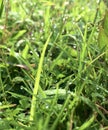 weeds and dew in the morning photo