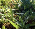 weeds and dew in the morning photo Royalty Free Stock Photo