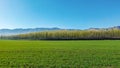 Amazing Grassland woods and snow mountains in spring