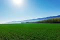 Amazing Grassland woods and snow mountains in spring