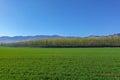 Amazing Grassland woods and snow mountains in spring