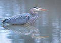 A great blue heron bird reflects in the river at Cuyahoga Valley National Park in Akron Ohio