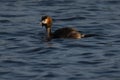 Great Crested Grebe in UK pond Royalty Free Stock Photo