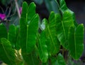 Amazing green color beautiful flowering tree and leaves. Royalty Free Stock Photo