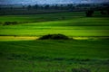 Green field in the springtime