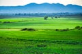 Green field in the springtime Royalty Free Stock Photo
