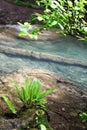 Amazing green leaves on a water background