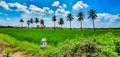 Amazing green paddy fields against the backdrop of coconut trees in Tadepalligudem, Andhrapradesh, India Royalty Free Stock Photo
