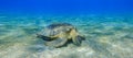 amazing green sea turtle eating seagrass in clear deep blue water in egypt panorama Royalty Free Stock Photo