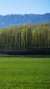 Amazing Grassland woods and snow mountains in spring