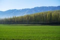 Amazing Grassland woods and snow mountains in spring