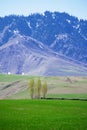 Three trees with Amazing Grassland woods and snow mountains in spring