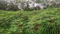 Amazing green view of fields with cassava trees