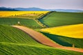 Amazing green and yellow rape spring fields Landscape. Agriculture Rural scene. Czech Moravia colza canola farmland bloom. Hunting Royalty Free Stock Photo