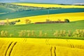 Amazing green and yellow rape spring fields Landscape. Agriculture Rural scene. Czech Moravia colza canola farmland bloom. Sunny Royalty Free Stock Photo