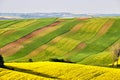 Amazing green and yellow rape spring fields Landscape. Agriculture Rural scene. Czech Moravia colza canola farmland bloom. Sunny Royalty Free Stock Photo