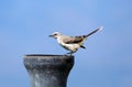 Amazing grey bird, beautiful avian from Costa Rica