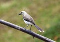 Amazing grey bird standing in a tree branch with green background, beautiful avian from Costa Rica