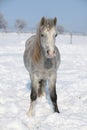 Amazing grey pony in winter