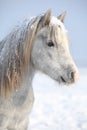 Amazing grey pony in winter