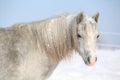 Amazing grey pony in winter Royalty Free Stock Photo