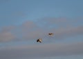 Amazing Greylag Goose Anser anser is a water bird of the order Anseriformes. In flight at sunrise