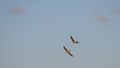 amazing Greylag Goose Anser anser is a water bird of the order Anseriformes. In flight at sunrise