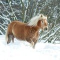 Amazing haflinger running in the snow Royalty Free Stock Photo