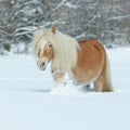 Amazing haflinger running in the snow Royalty Free Stock Photo