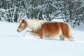 Amazing haflinger running in the snow Royalty Free Stock Photo