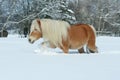 Amazing haflinger running in the snow Royalty Free Stock Photo