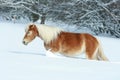 Amazing haflinger running in the snow Royalty Free Stock Photo