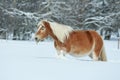 Amazing haflinger running in the snow Royalty Free Stock Photo