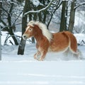 Amazing haflinger running in the snow Royalty Free Stock Photo