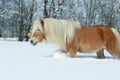 Amazing haflinger running in the snow Royalty Free Stock Photo