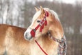 Amazing haflinger in winter Royalty Free Stock Photo