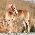 Amazing haflinger in winter Royalty Free Stock Photo