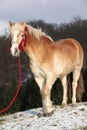 Amazing haflinger in winter Royalty Free Stock Photo