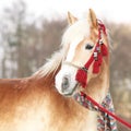 Amazing haflinger in winter Royalty Free Stock Photo