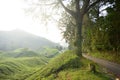 Amazing highland view at Cameron Highland, Malaysia Royalty Free Stock Photo